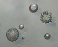 water bacteria water bacteria